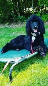 Meet your Posher, Donna